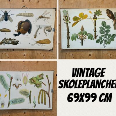 3 vintage skoleplancher- Fi1238